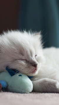 A sleeping ragdoll cat
