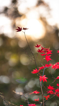 Beginning of Autumn