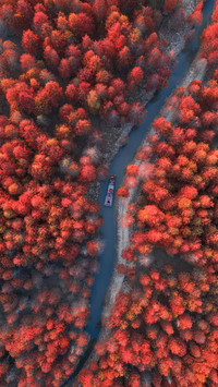 Where to see maple leaves in late autumn 29
