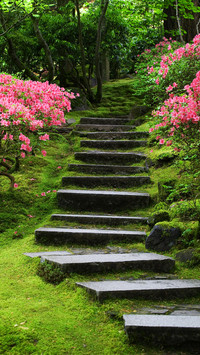 山间石阶