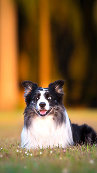 Pet Dog Studio Photography for advertisement