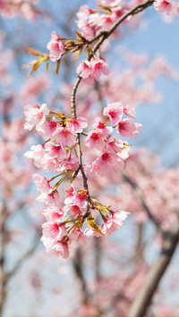 收藏烂漫樱花地