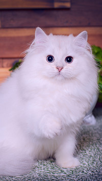 波斯猫饲养须知