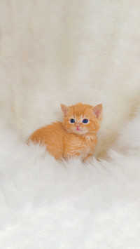 猫咪健康打理指南