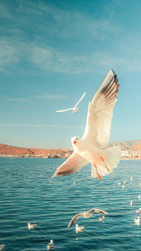Seagulls flying by the erhai lake