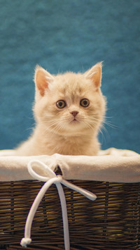Why cat eyes are charming 89