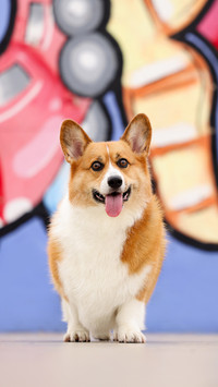 Keep a dog cold knowledge look here 2