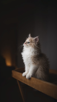 A little kitten standing on a wooden table