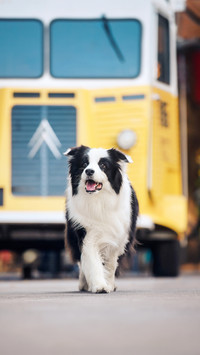Border Animal Husbandry Border Animal Husbandry 7