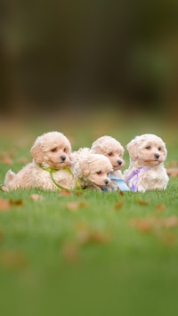 Adorable Maltese and Poodle mix Puppy