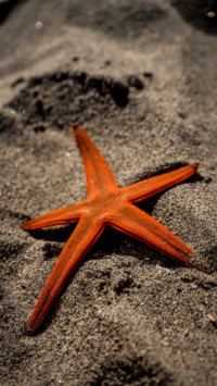 Marine Life (7)