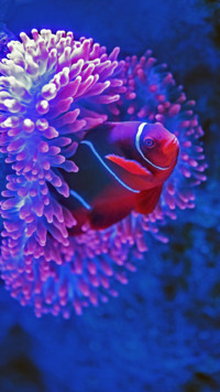 Marine Life (3)