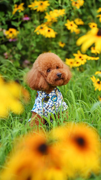 What if dogs dont like to lead rope when walking 5