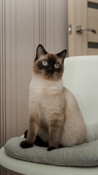 A Siamese Cat Sitting on A Chair