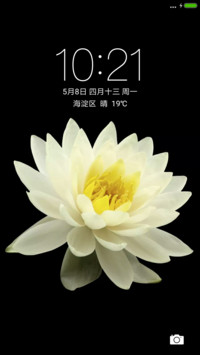 静物花开