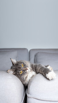 young tired tabby maine coon cat lying in gap