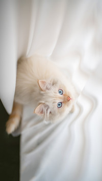 Beautiful kitten female cat few weeks old persian cat