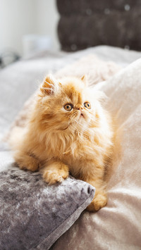 Persian Cat Laying Comfortably On Bed