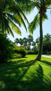 Coconut Grove Scenery