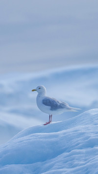 A lovely seagull stands on an iceberg