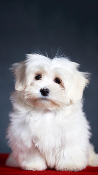 迷人的马尔济斯犬