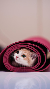 猫咪总动员