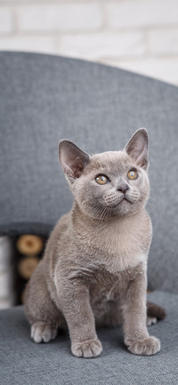 猫咪出没-拍信图库