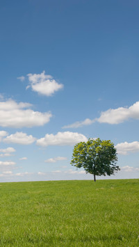 Green grass and blue sky