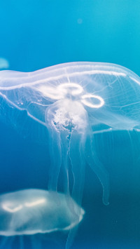 Jellyfish swimming in the sea