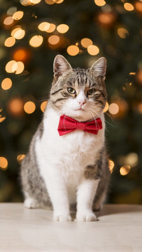 你真的爱猫吗
