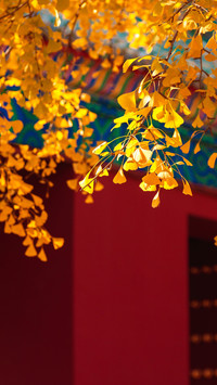 Beijing must go to checkin places in autumn