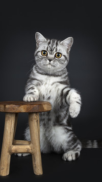 Is it better to keep a male cat or a female cat 26