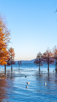 The mangroves and seagulls in erhai lake
