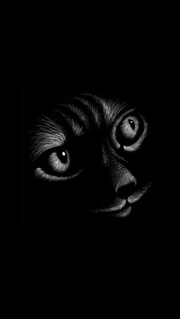黑猫先生-拍信图库