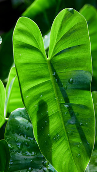 Bangkok wet plant leaves