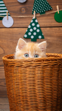 Cat in bamboo basket 38