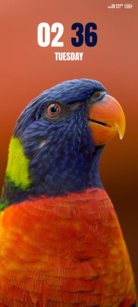 colorful bird