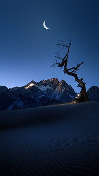 The night of a withered tree