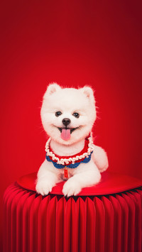Pomeranian turned out to be the queens favorite