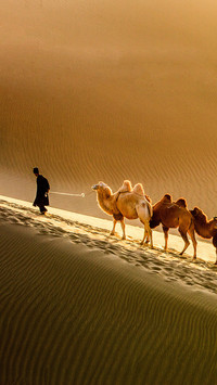 india-camels