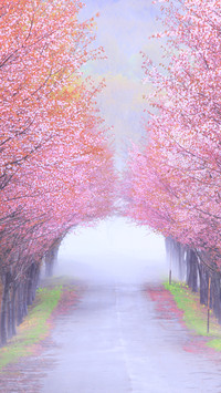 international-sakura