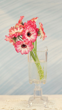In September it is necessary to cultivate 5 types of flowers