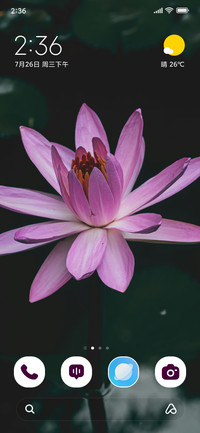 Blush Lily
