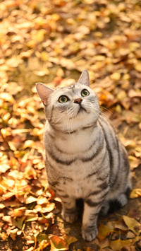The tigerstriped cat in autumn