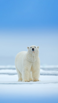 Polar Bear