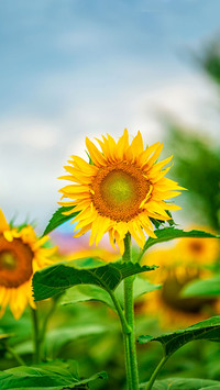 Beautiful landscape with a field of sunflowers