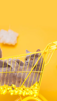 How about cats eating fish