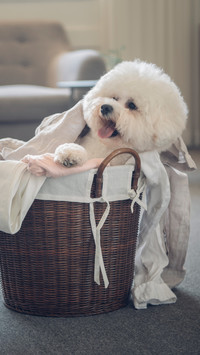 The little dog in the laundry basket