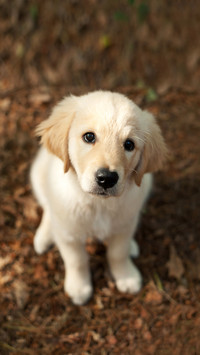 Several domestic dogs 49