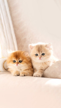 The kitten is standing on the bed and looking at the camera